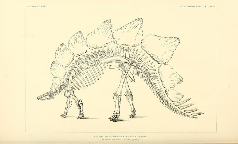 Mercoledì 29/6 ore 17:00 Piccoli paleontologi